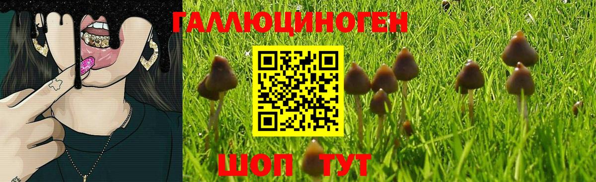 Псилоцибиновые грибы Psilocybine cubensis Артём
